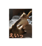 Bluee yed cat（個別スタンプ：1）