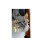 Bluee yed cat（個別スタンプ：13）