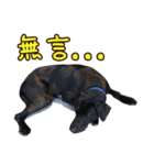 bandit dog（個別スタンプ：6）