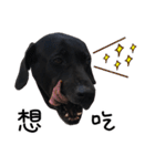 bandit dog（個別スタンプ：22）