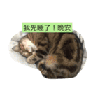 Hanson and cat（個別スタンプ：16）