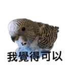 Budgerigar purple（個別スタンプ：11）