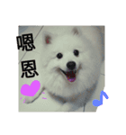 moamoabeardog2（個別スタンプ：5）