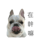 French Bulldog - King Tour 3（個別スタンプ：1）