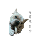 French Bulldog - King Tour 3（個別スタンプ：5）