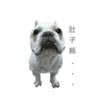 French Bulldog - King Tour 3（個別スタンプ：6）