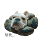 French Bulldog - King Tour 3（個別スタンプ：10）