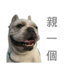 French Bulldog - King Tour 3（個別スタンプ：14）