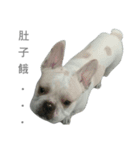 French Bulldog - King Tour 3（個別スタンプ：16）