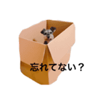 リクわんわん（個別スタンプ：6）