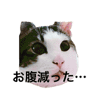 猫のくまさん（個別スタンプ：17）