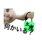 猫のくまさん（個別スタンプ：39）