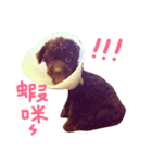 Im brown poodle Mister BiBi（個別スタンプ：1）