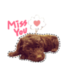 Im brown poodle Mister BiBi（個別スタンプ：3）