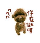 Im brown poodle Mister BiBi（個別スタンプ：4）