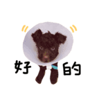 Im brown poodle Mister BiBi（個別スタンプ：6）