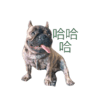 The French Bulldog-Hank（個別スタンプ：4）