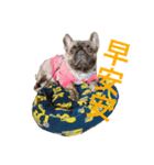 The French Bulldog-Hank（個別スタンプ：5）