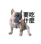 The French Bulldog-Hank（個別スタンプ：12）