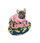 The French Bulldog-Hank（個別スタンプ：16）