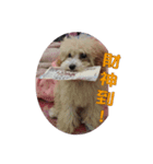 shan dog（個別スタンプ：4）