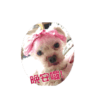 shan dog（個別スタンプ：5）