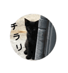 猫の集会1（個別スタンプ：12）