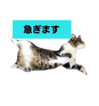 猫の集会1（個別スタンプ：22）