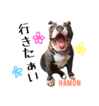 americanbully HAMON＆BIANCA NO.2（個別スタンプ：1）