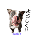 americanbully HAMON＆BIANCA NO.2（個別スタンプ：2）