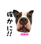 americanbully HAMON＆BIANCA NO.2（個別スタンプ：5）