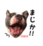 americanbully HAMON＆BIANCA NO.2（個別スタンプ：11）