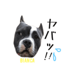 americanbully HAMON＆BIANCA NO.2（個別スタンプ：17）