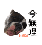 americanbully HAMON＆BIANCA NO.2（個別スタンプ：18）