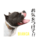 americanbully HAMON＆BIANCA NO.2（個別スタンプ：19）