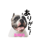 americanbully HAMON＆BIANCA NO.2（個別スタンプ：22）