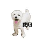 doggyago（個別スタンプ：4）