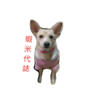 I Love dog's 1（個別スタンプ：6）