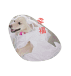 I Love dog's 1（個別スタンプ：9）