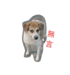 I Love dog's 1（個別スタンプ：13）