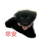 I Love dog's 1（個別スタンプ：18）