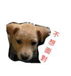 I Love dog's 1（個別スタンプ：24）