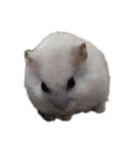 My hamster Kumo（個別スタンプ：21）