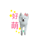 Dog Dog Dog Family（個別スタンプ：7）