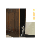 Cat QQQQQ（個別スタンプ：4）