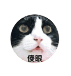 Cat QQQQQ（個別スタンプ：14）