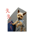 犬のジョン。（個別スタンプ：8）