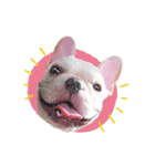 French Bulldog BabyBubu（個別スタンプ：6）