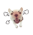 French Bulldog BabyBubu（個別スタンプ：7）