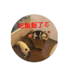 bao bao mei-The Cat's Daily Life（個別スタンプ：21）